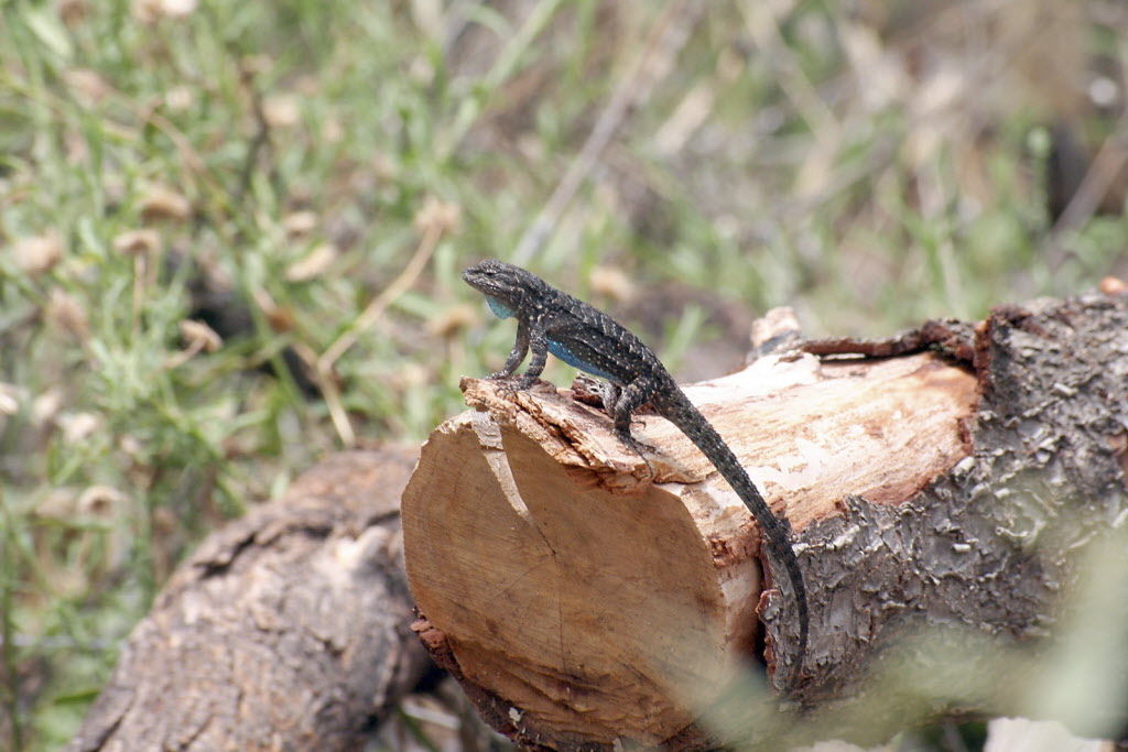 Lizard